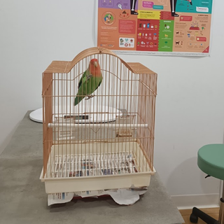 Opinión de cliente clínica veterinaria manises